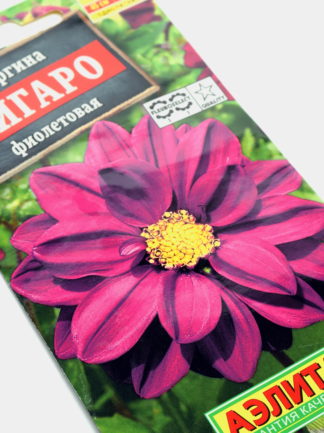 Семена Георгина "Фигаро" фиолетовая