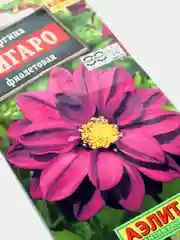 Семена Георгина "Фигаро" фиолетовая