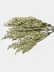 Зеленый любовный цветок "Loversgrass"