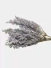 Фиолетовый любовный цветок "Loversgrass"