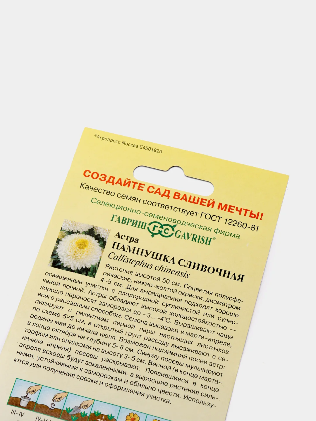 Семена Астра "Пампушка сливочная"