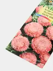 Семена Астра "Пампушка персиковая"