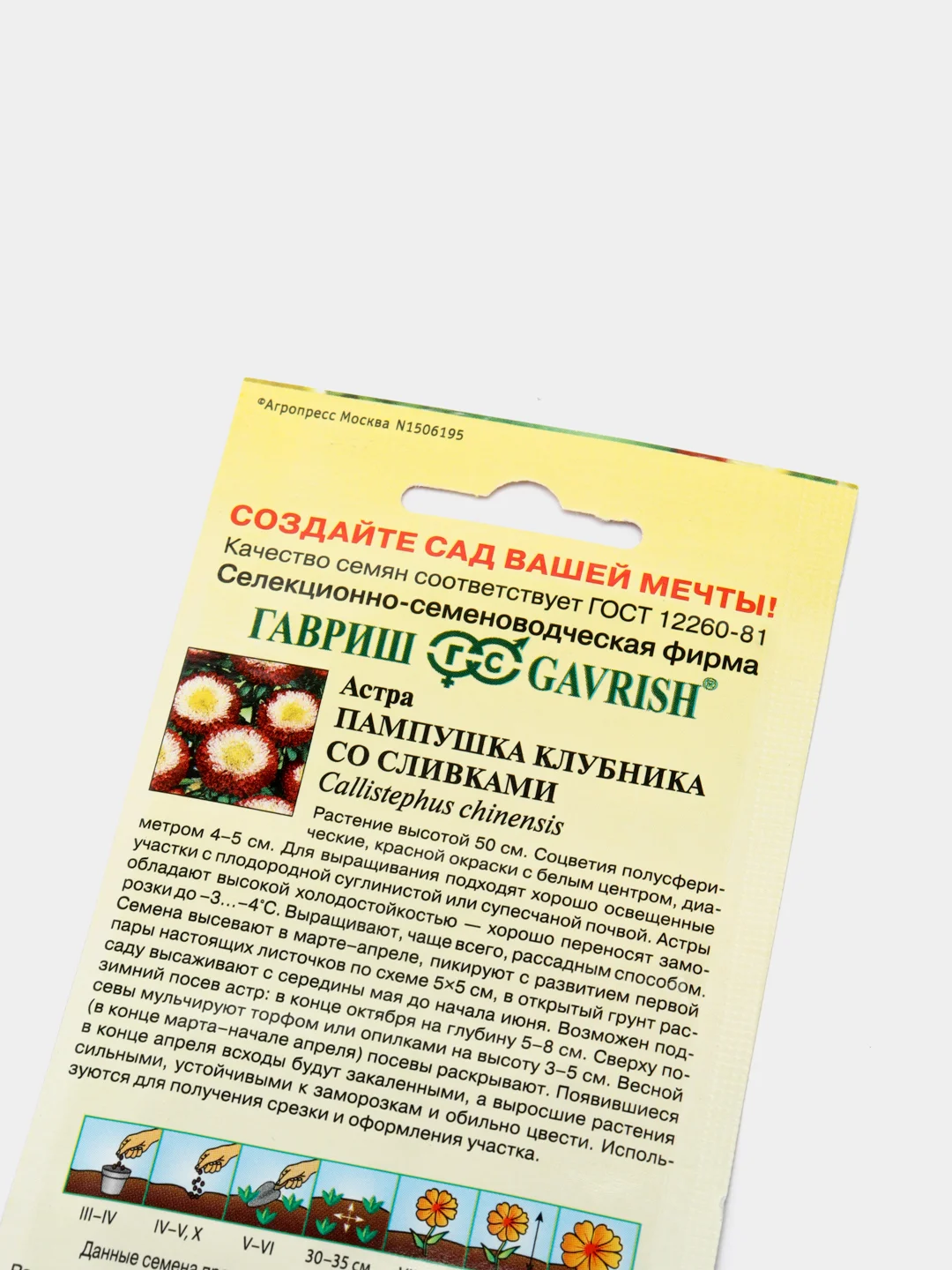 Семена Астра "Пампушка клубника со сливками"
