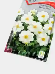 Семена Георгина "Мигнон белая"