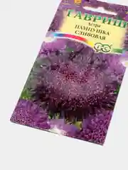 Семена Астра "Пампушка сливовая"