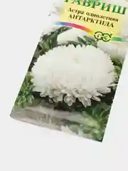 Семена Астра "Антарктида"