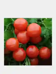 Семена Томат Дубрава (Дубок), ультраскороспелый, помидор, 0,2г