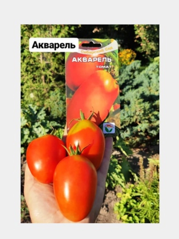 Семена помидоры "Томат Акварель" высокоурожайный неприхотливый сорт (открытый грунт)