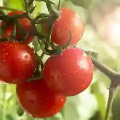 Семена Томат "Белый налив 241"