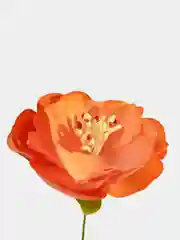 Оранжевый цветы для рукоделия / Искусственные / Текстильные / Скрапбукинг/ Декор