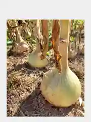 Семена Лук репчатый "Эксибишен"