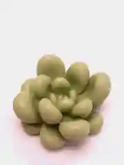 Бордовый силиконовая форма растения суккуленты для свечей и мыла, молд цветы