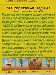 Семена Сальвия "Кардинал"
