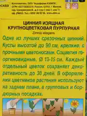 Семена Цинния изящная Крупноцветковая пурпурная