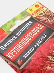 Цинния Крупноцветковая винно-красная