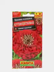 Цинния Крупноцветковая винно-красная
