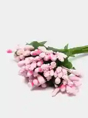 Розовый тычинки для цветов
