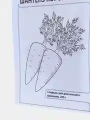 Шантенэ королевская, семена