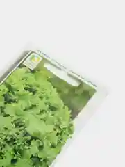 Семена Салат "Лолло Бионда"