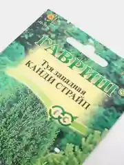 Семена Туя западная "Канди страйп" набор 1, 3, 5 уп