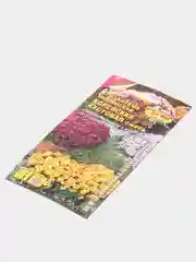 Хризантема Корейская кустовая (семена,цветы)