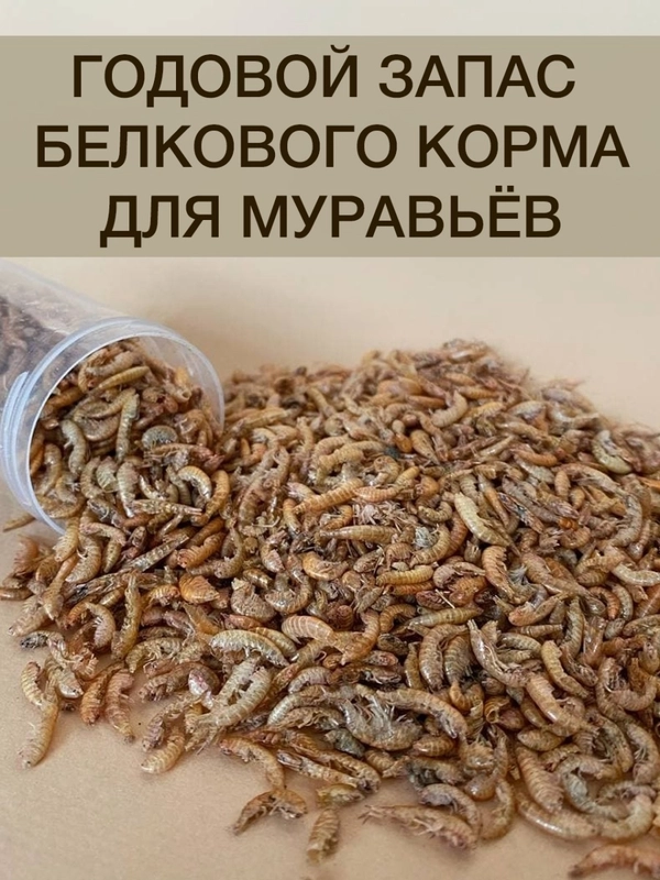 Корм для муравьев Messor Structor, зерновой