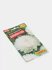 Астра Королева сада белая