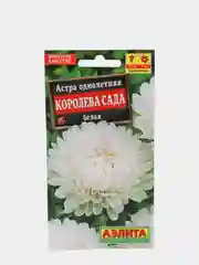 Астра Королева сада белая