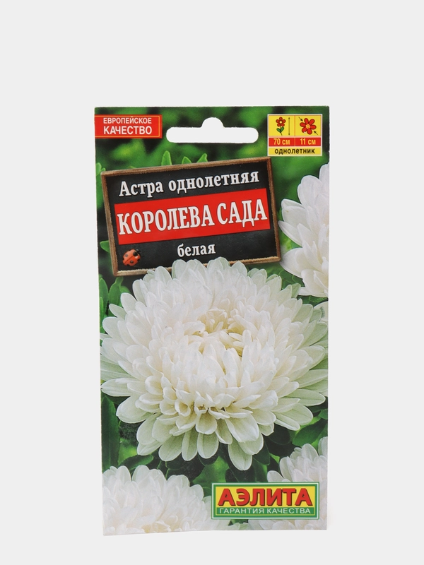 Астра Королева сада белая