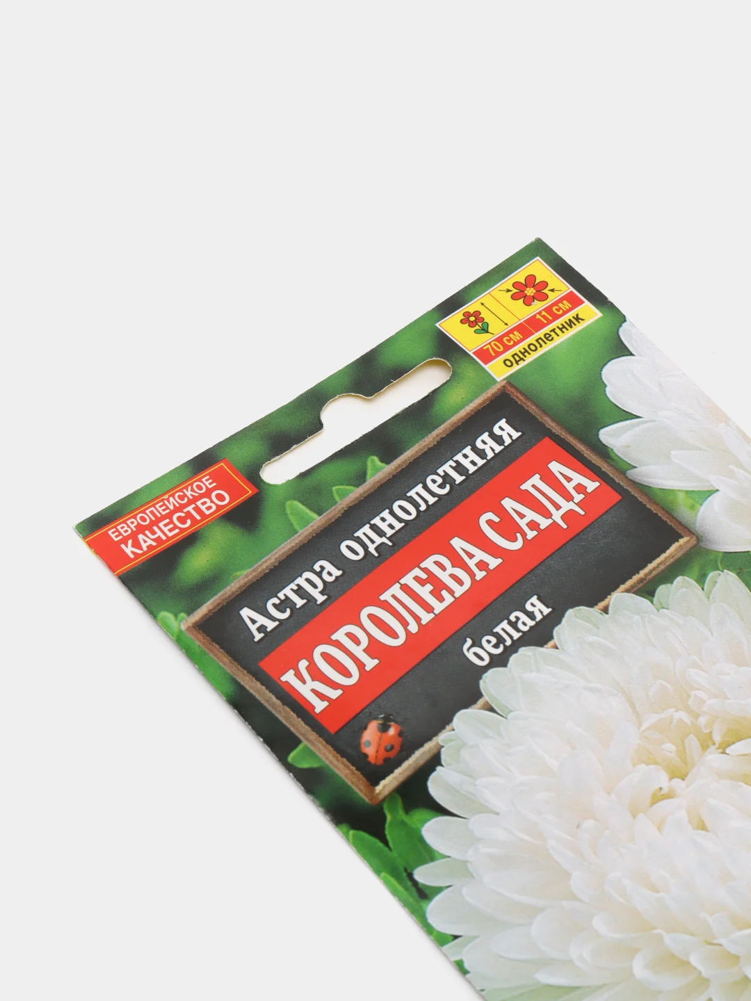 Астра Королева сада белая