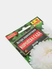 Астра Королева сада белая
