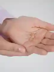 Карамельный серьга кафф