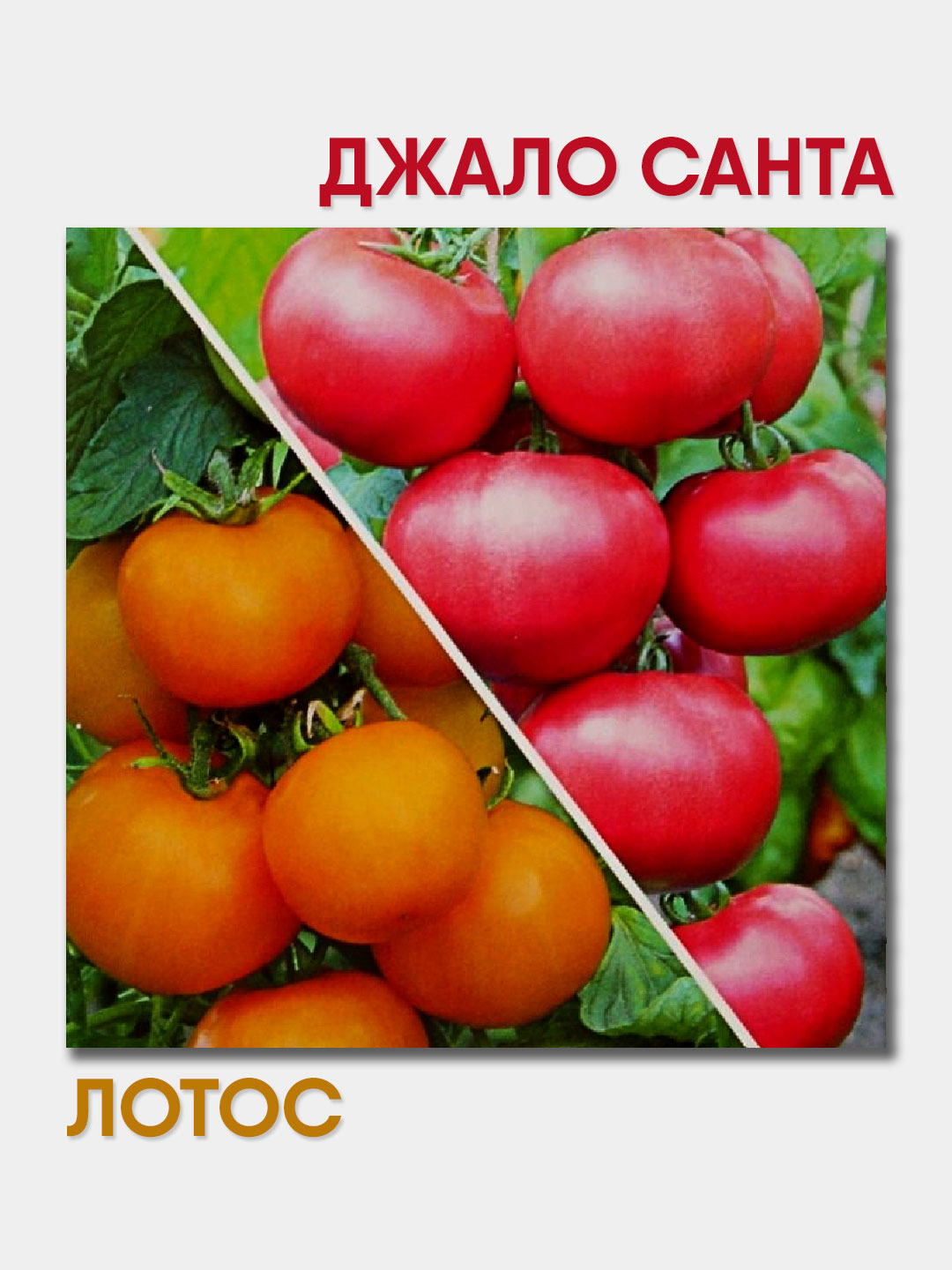 Семена Томат Сладкая парочка (50% Джало Санта, 50% Лотос) купить по цене  19 ₽ в интернет-магазине KazanExpress