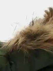 Зеленый куртка с капюшоном, для собак, зимняя