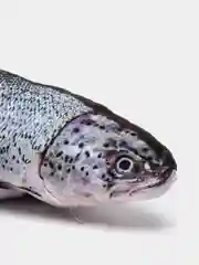 Синий меланж игрушка для кошки "Рыба", с мятой