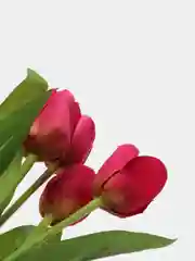 Вишнёвый искусственные цветы тюльпаны "Бантик"