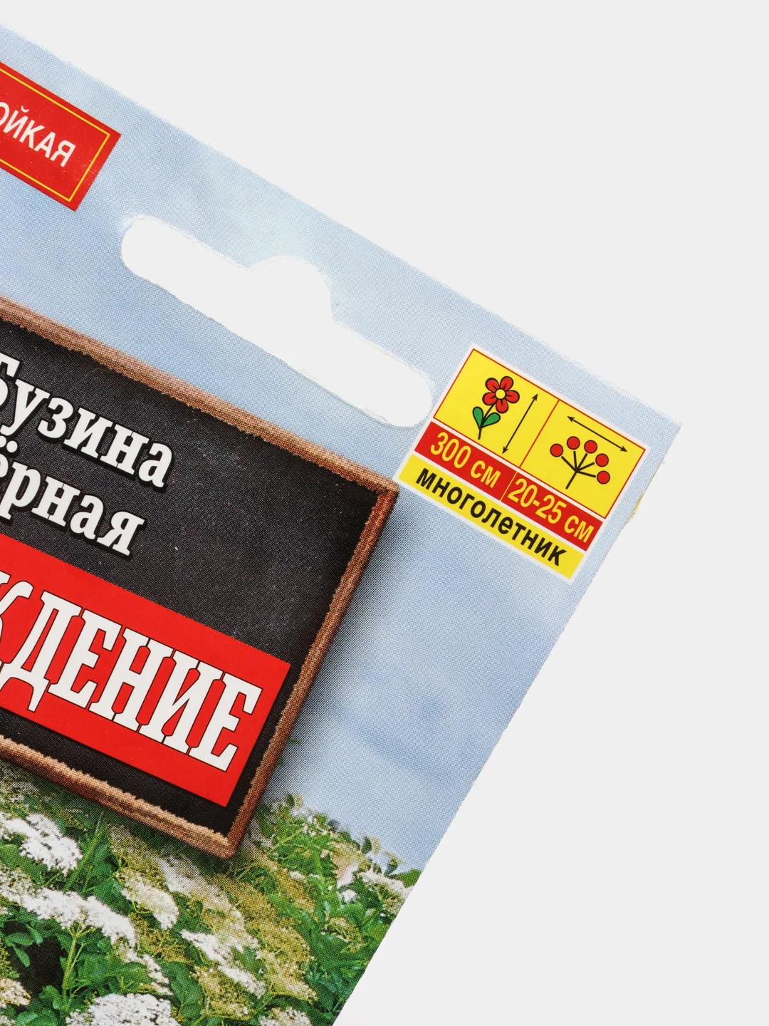 Семена Бузина черная Возрождение