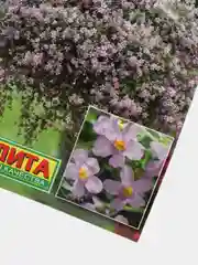 Семена Бакопа "Блутопия" набор 1, 3, 5 уп