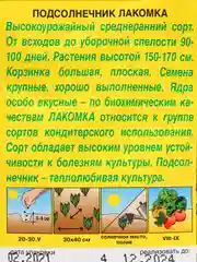 Семена Подсолнечник "Лакомка"