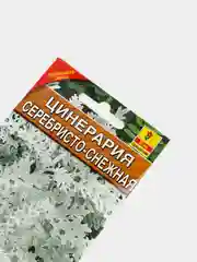 Семена Цинерария "Серебристо-снежная"