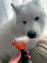 Щетка для собак и кошек, для вычесывания животных