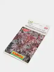 Семена Гибискус "Махогани сплендер"