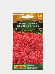 Семена Колеус блюме  Вечерняя заря