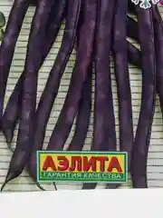 Фасоль вьющаяся спаржевая Блюхильда