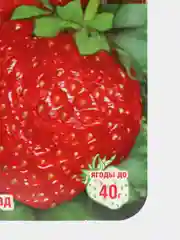 Семена Земляника "Зефир"