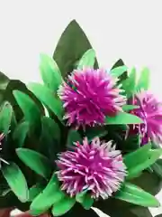 Фуксия искуственные трава Ёжики