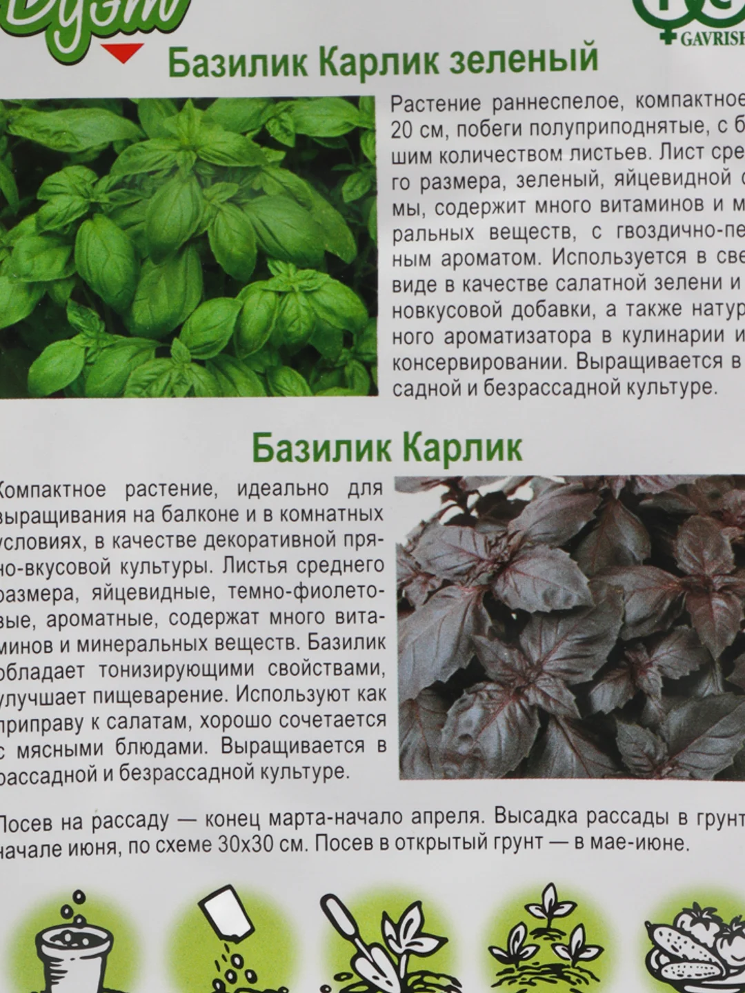 Семена Базилик "Карлик зеленый + Карлик"