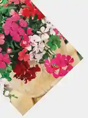 Семена Пеларгония курчавая "Летний дождь" смесь ампельная 3шт