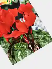 Семена Цикламен персидский "Ассоль"