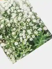 Семена набор 2шт Гипсофила  Снежные хлопья
